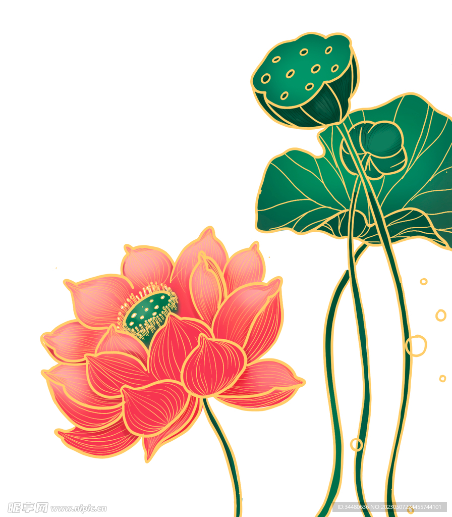莲花 荷花 