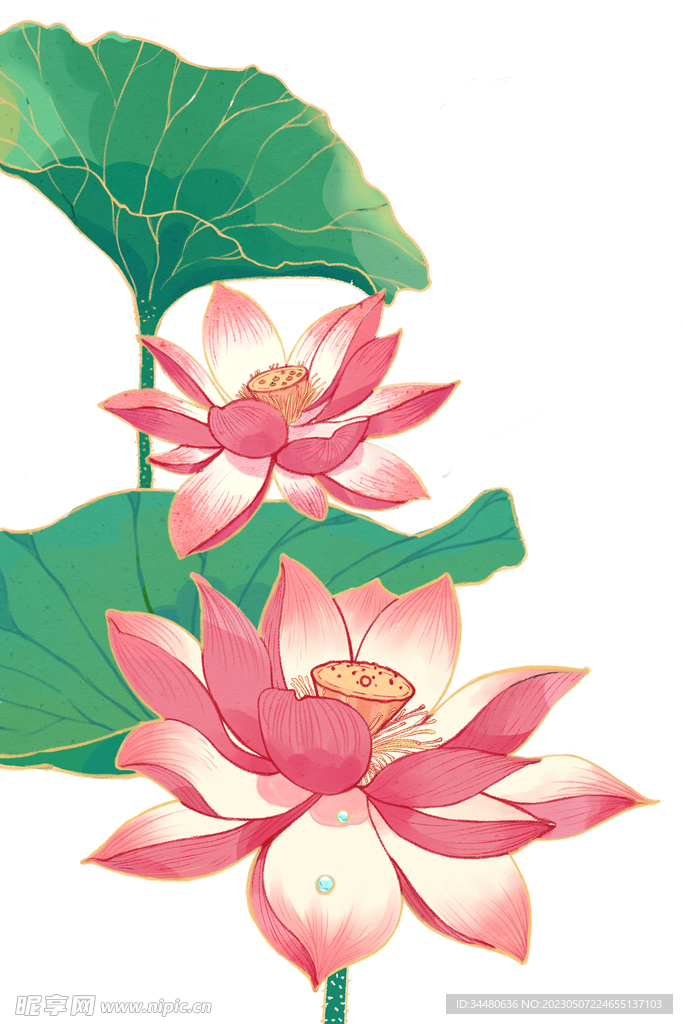 莲花 荷花