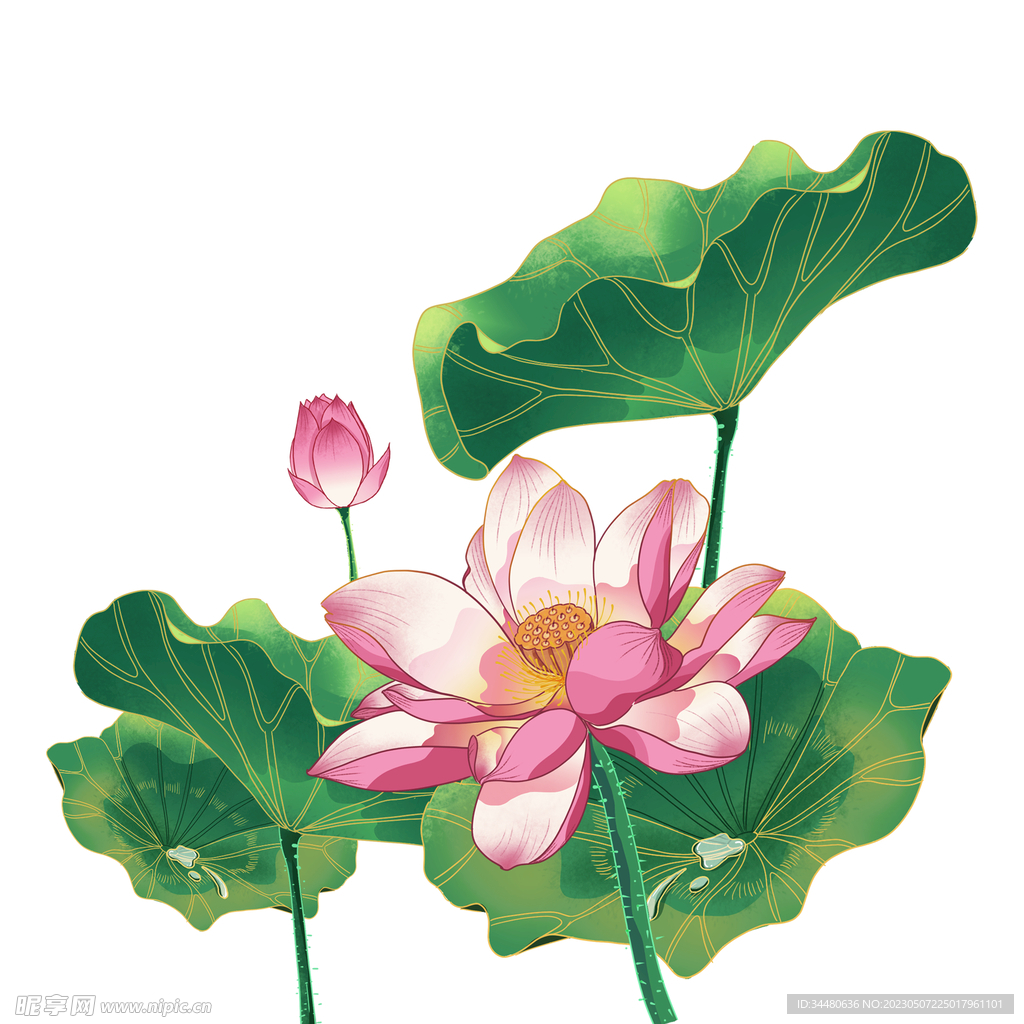 莲花 荷花 
