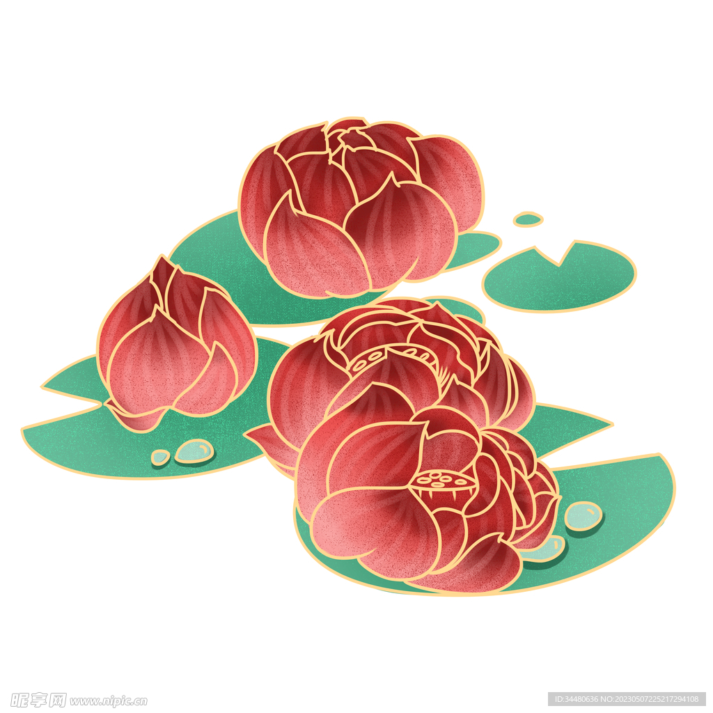 莲花 荷花 