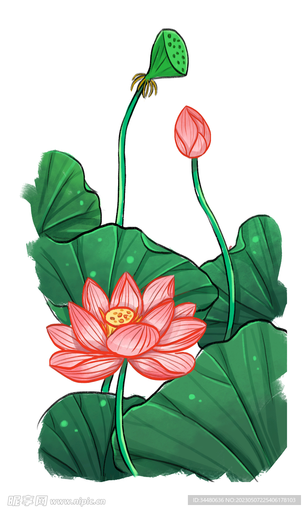 莲花 荷花 