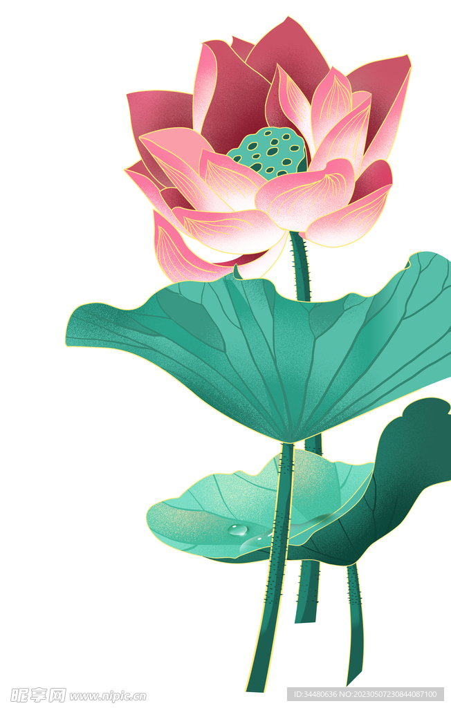 莲花 荷花