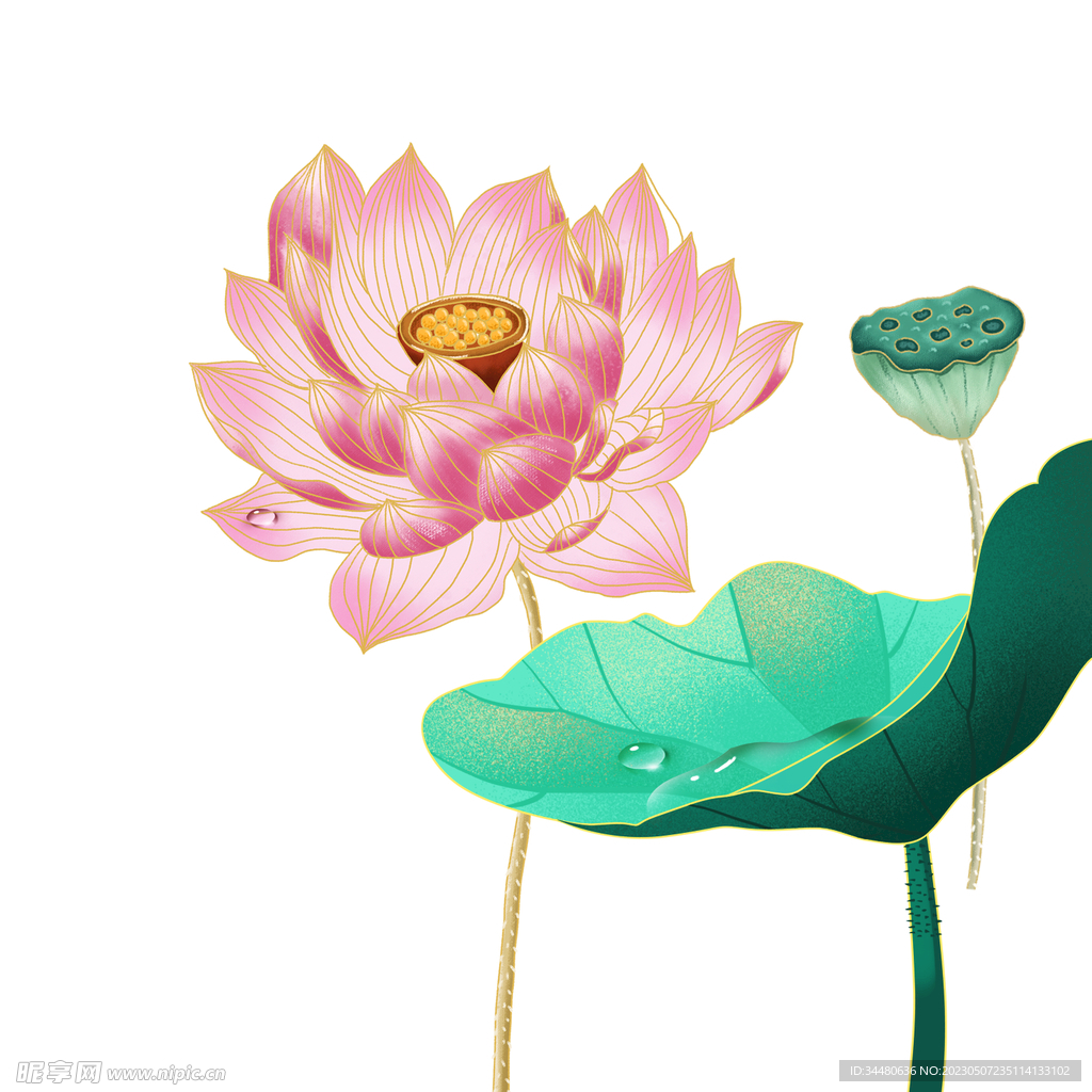 莲花 荷花