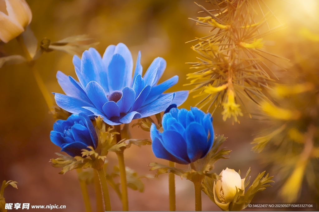 花