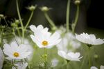波斯菊