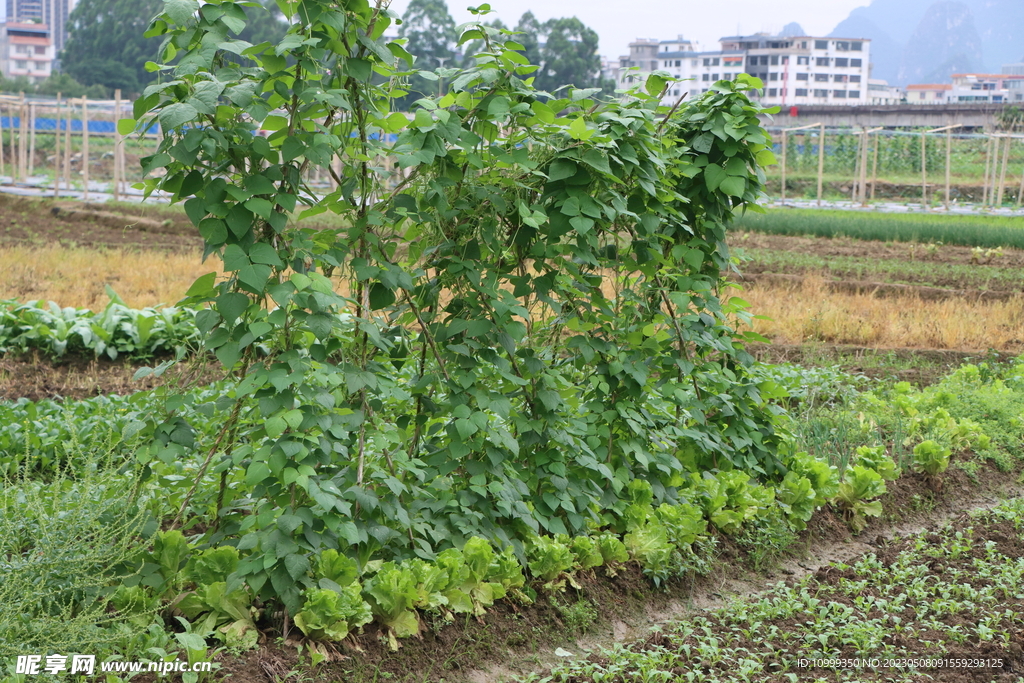 四季豆架