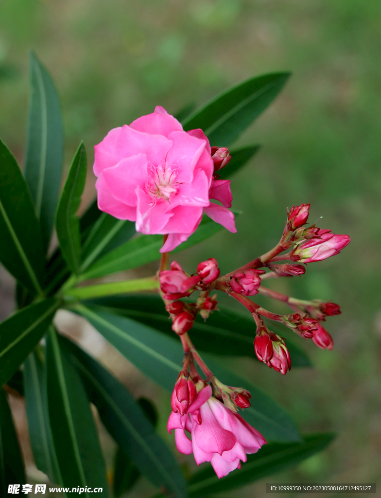 夹竹桃花