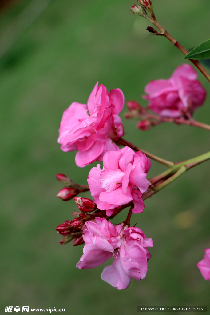 夹竹桃花