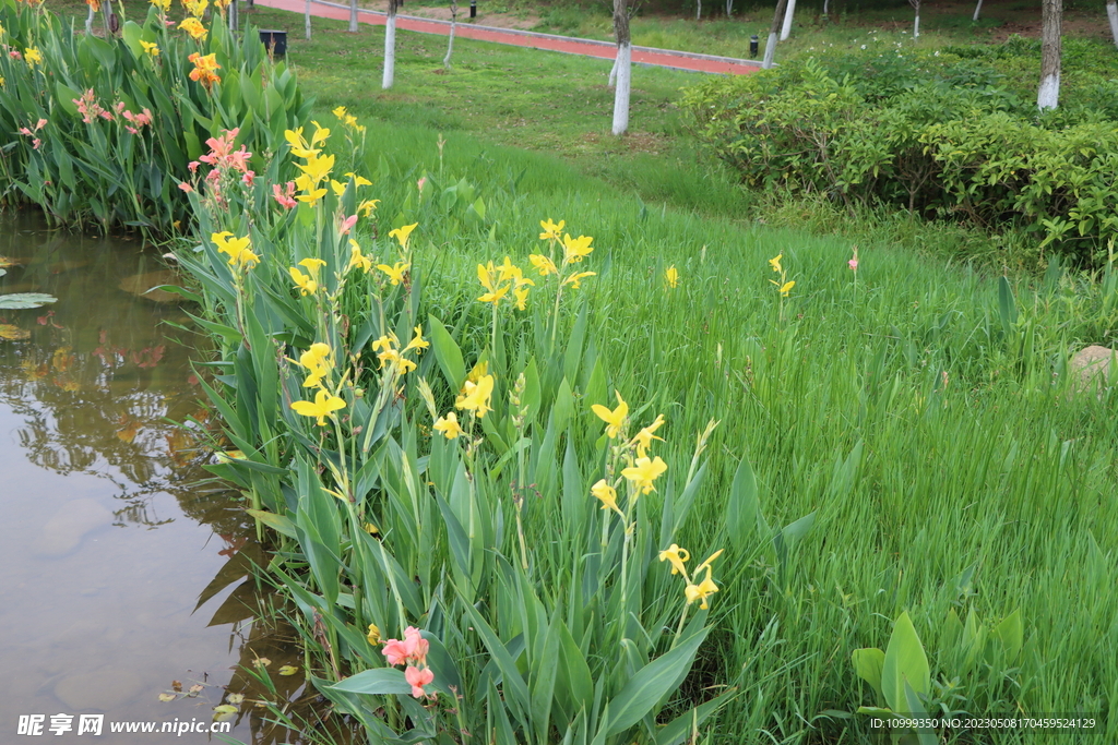 美人蕉花