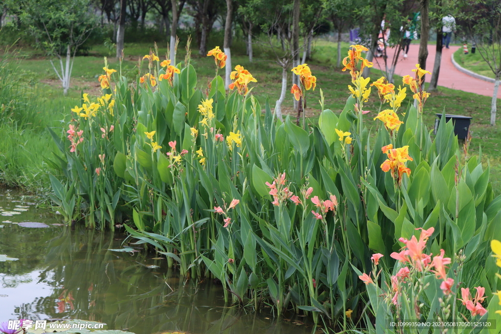 美人蕉花