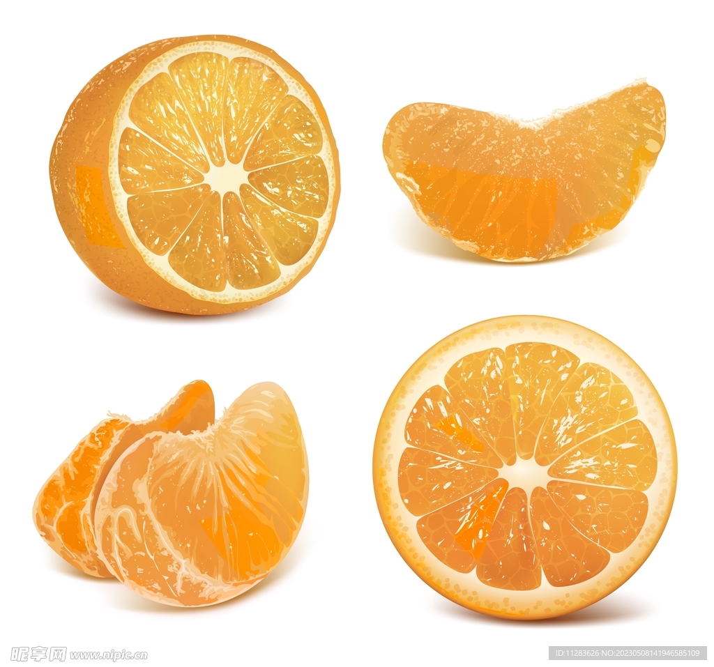 写实橘子插画
