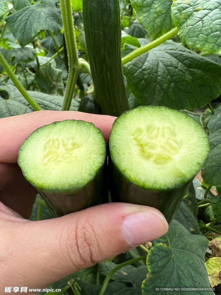 小黄瓜
