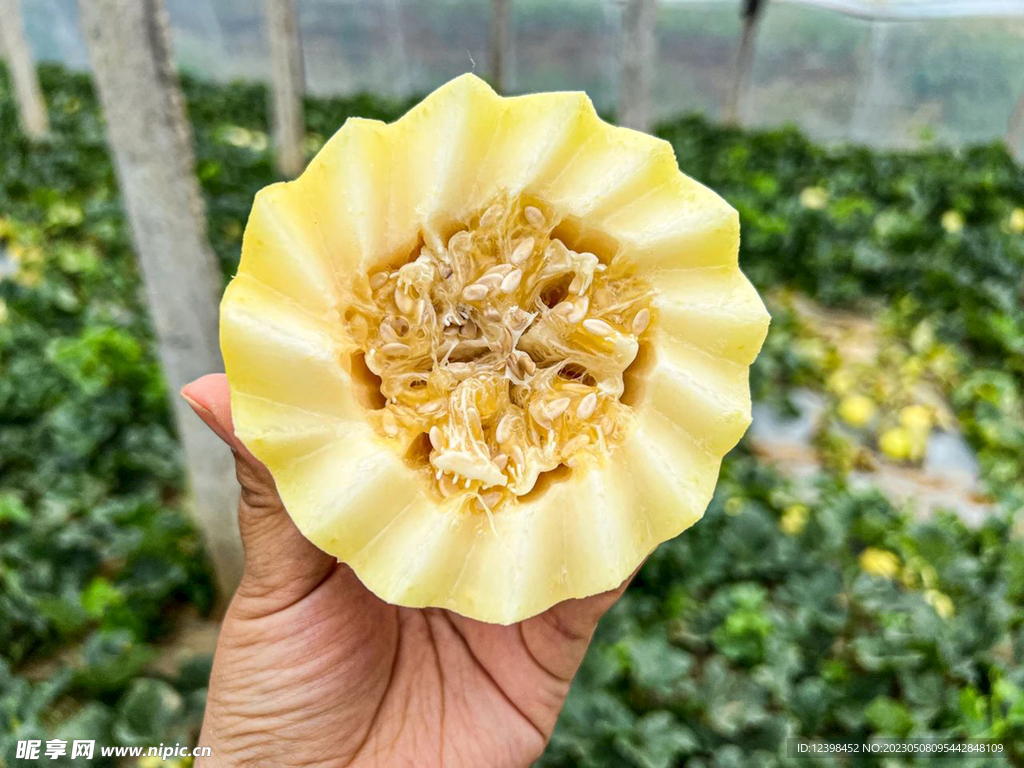 蜜瓜