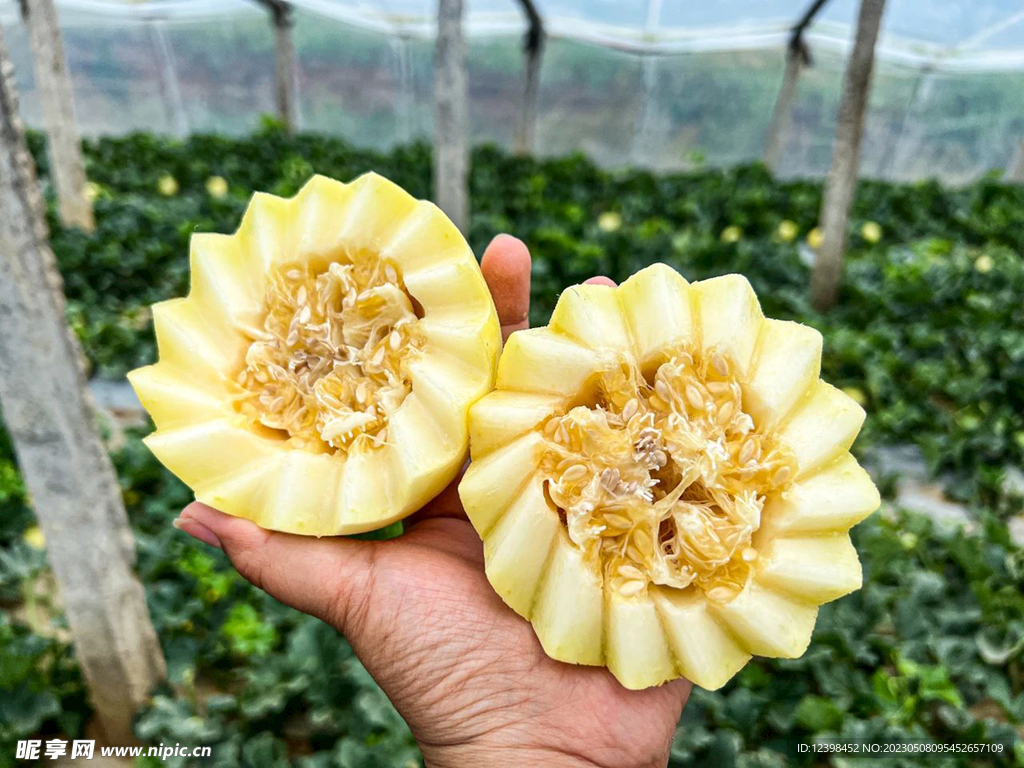 蜜瓜