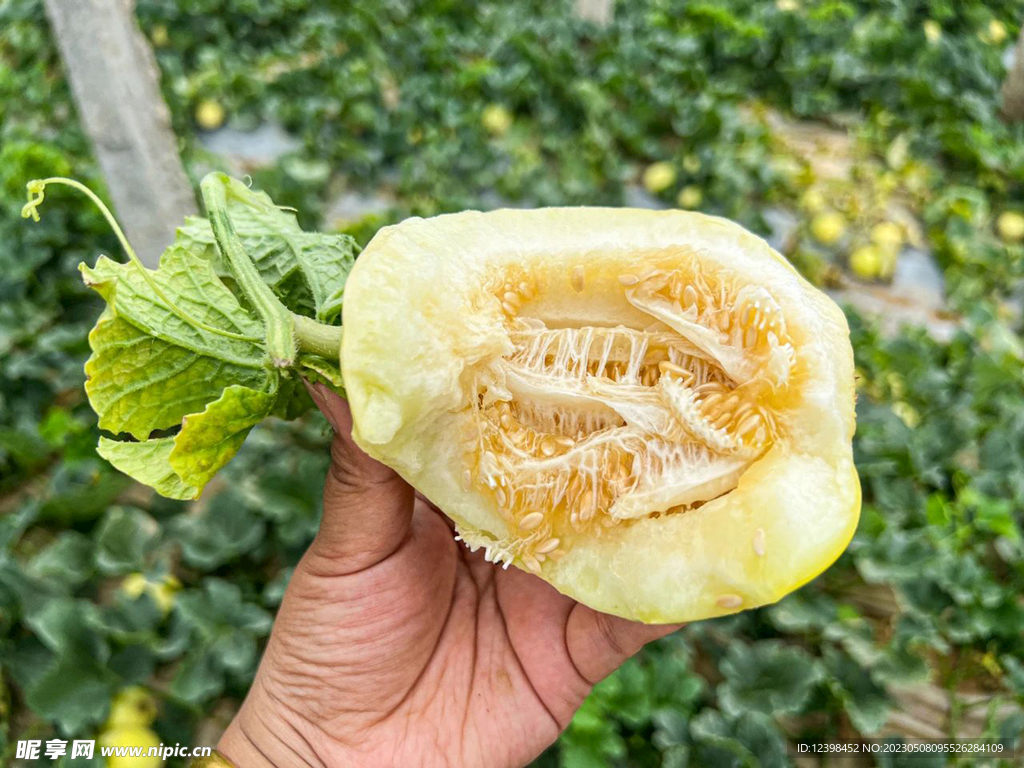 蜜瓜