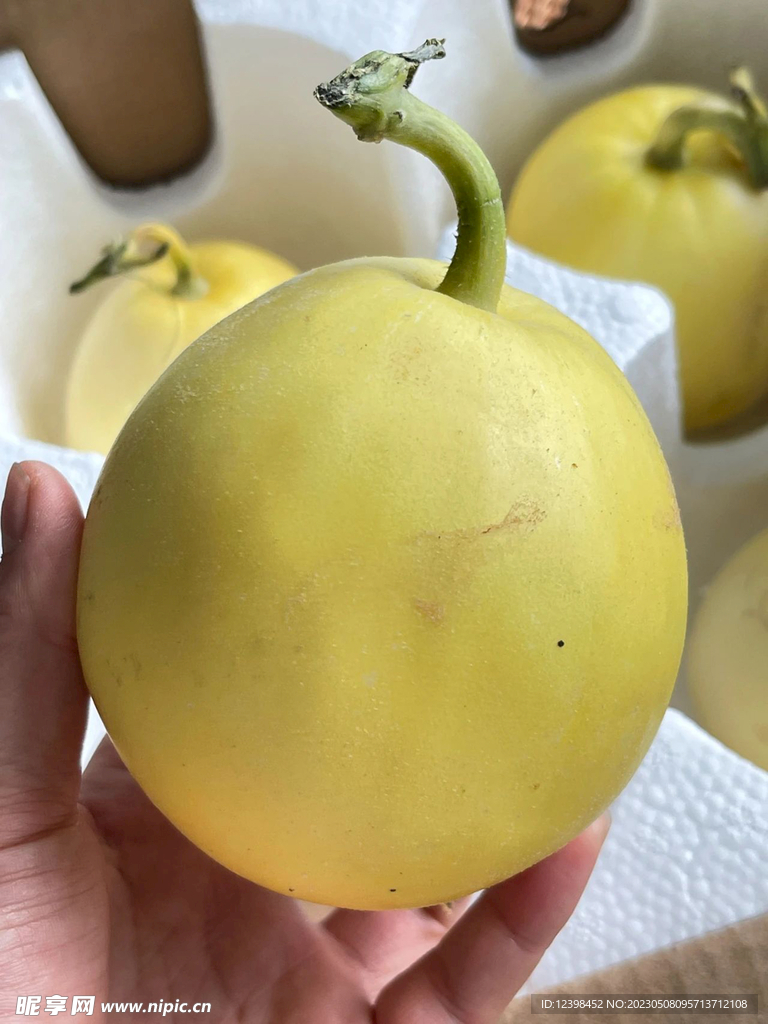 蜜瓜