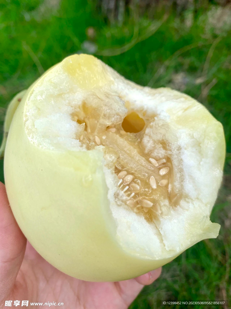 蜜瓜