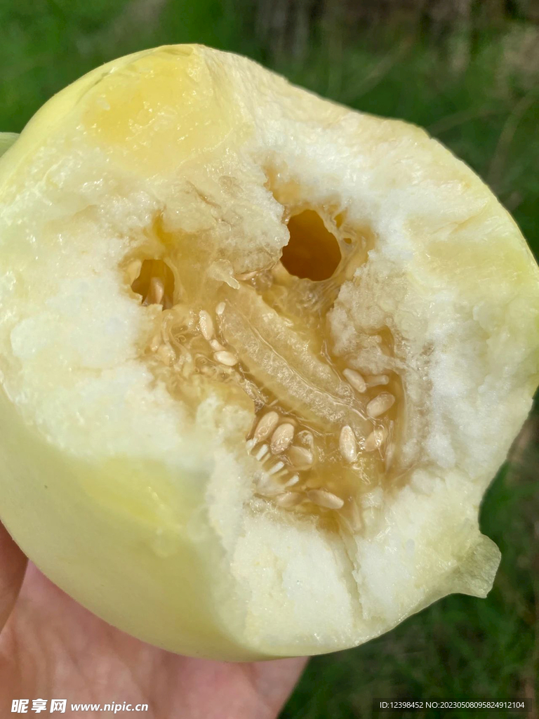 蜜瓜
