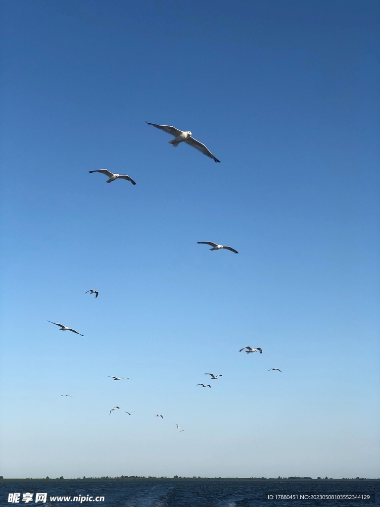 海鸥