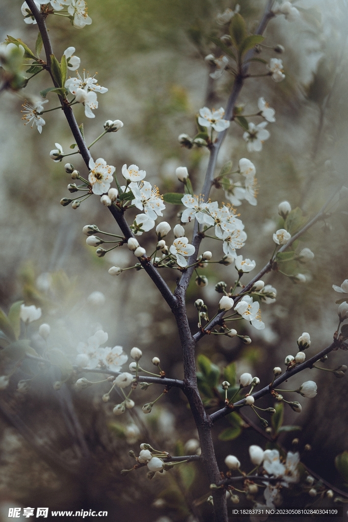 白色欧洲李花瓣