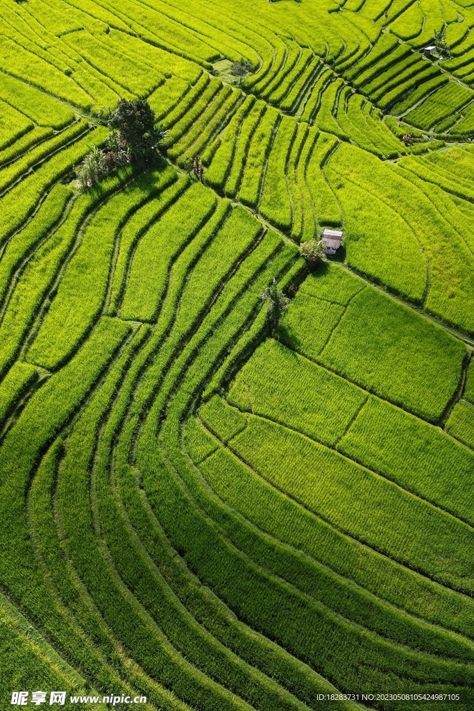 绿色草坪