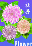 牡丹花