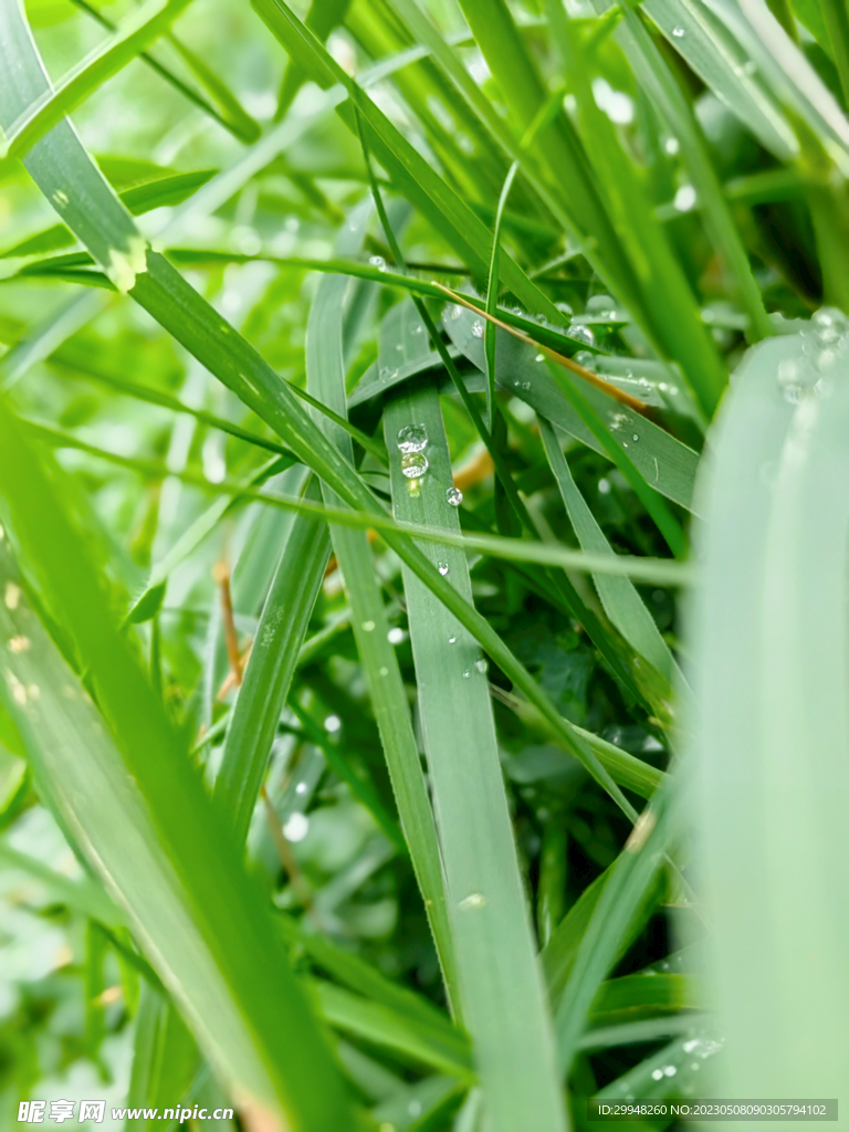 露珠青草