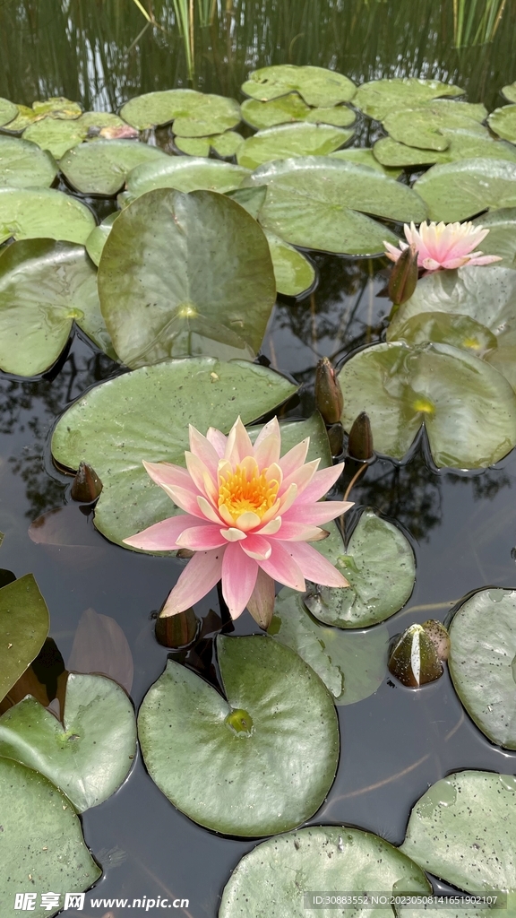 睡莲 荷花 莲花 水浮莲