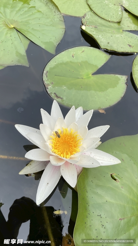 睡莲 荷花 莲花 水浮莲