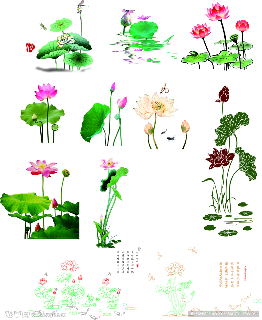 荷花