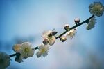 蜜蜂