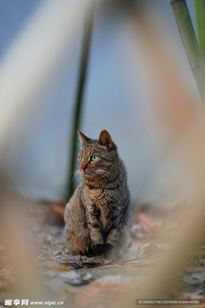 狸花猫