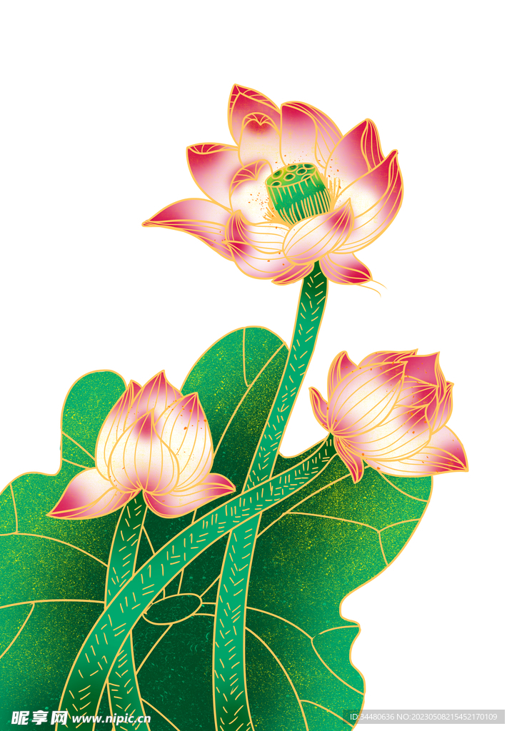 莲花 荷花 