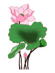 莲花 荷花