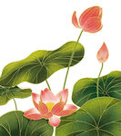 莲花 荷花 