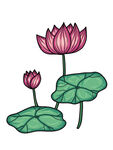 莲花 荷花 