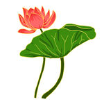 莲花 荷花 