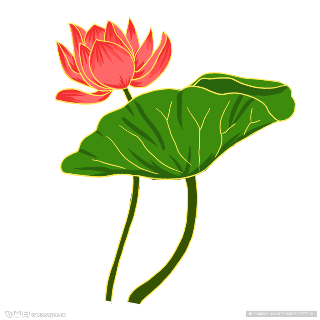 莲花 荷花 