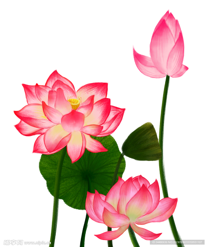 莲花 荷花 