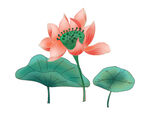 莲花 荷花 