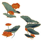 莲花 荷花 