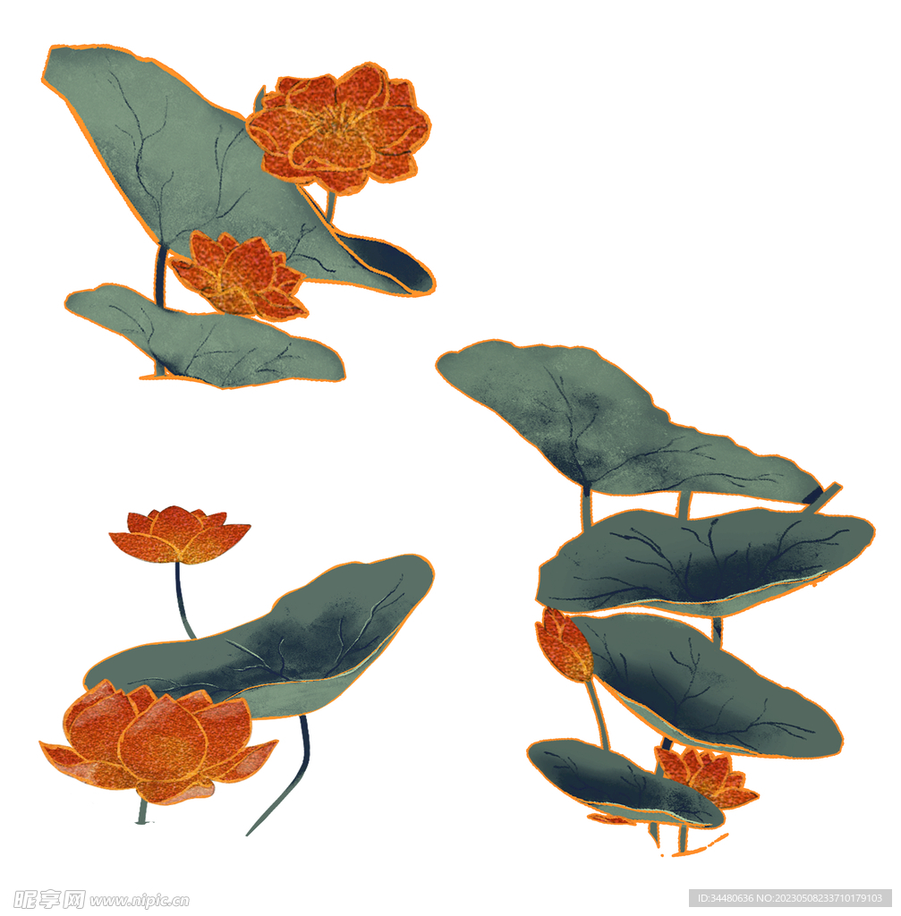 莲花 荷花 