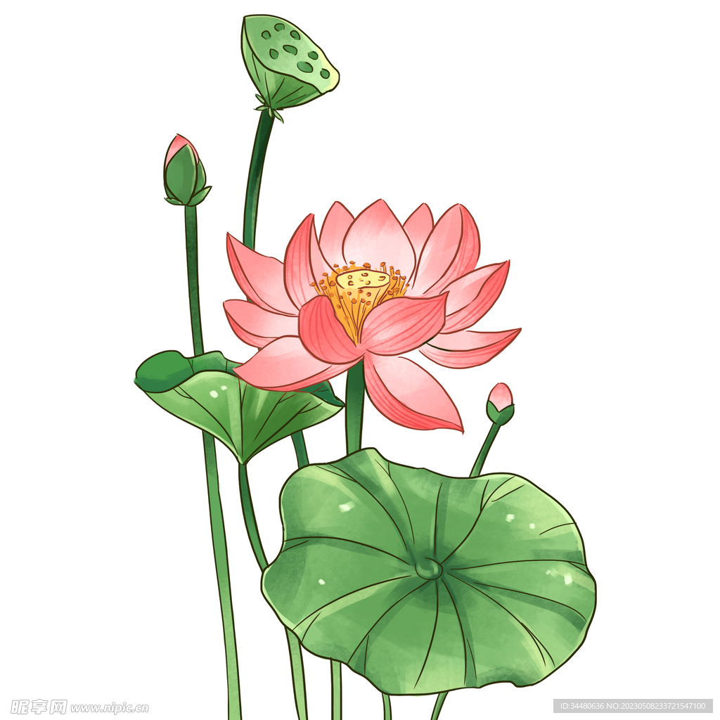 莲花 荷花 