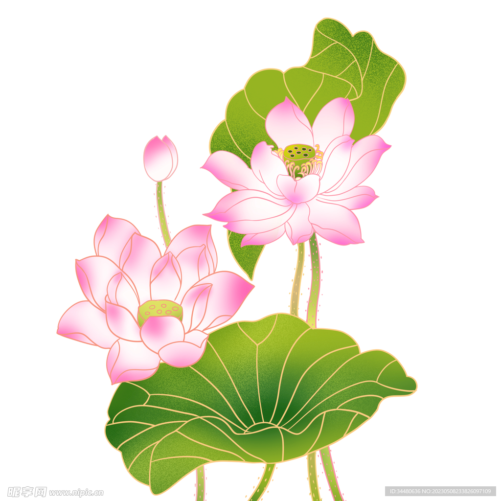 莲花 荷花 