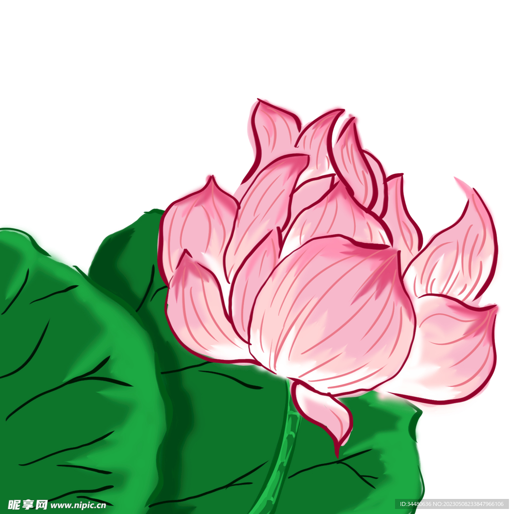 莲花 荷花