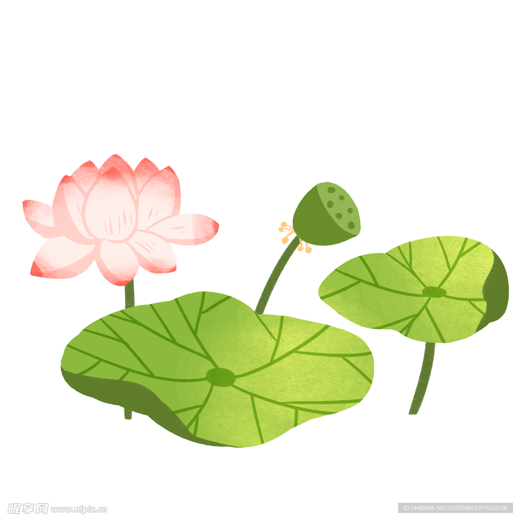 莲花 荷花 