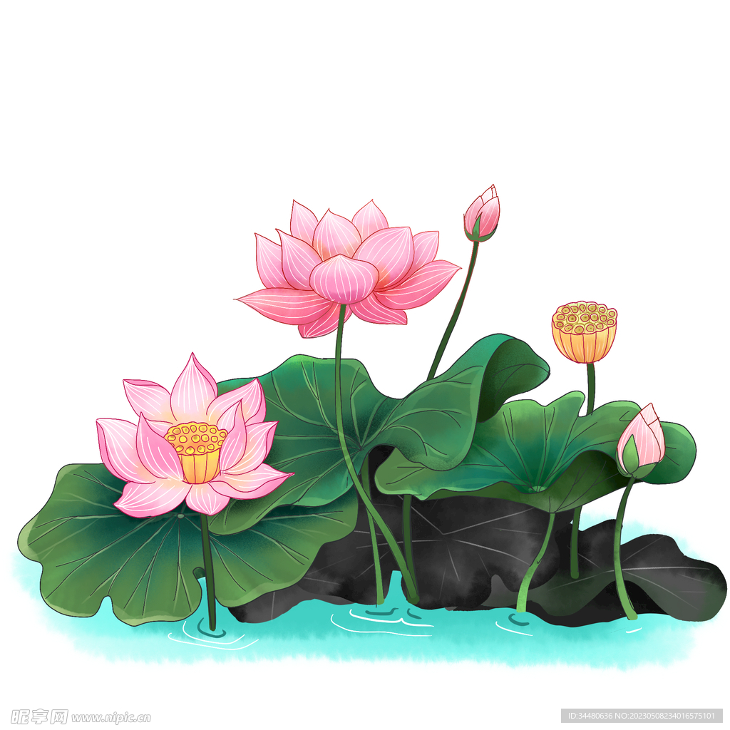 莲花 荷花