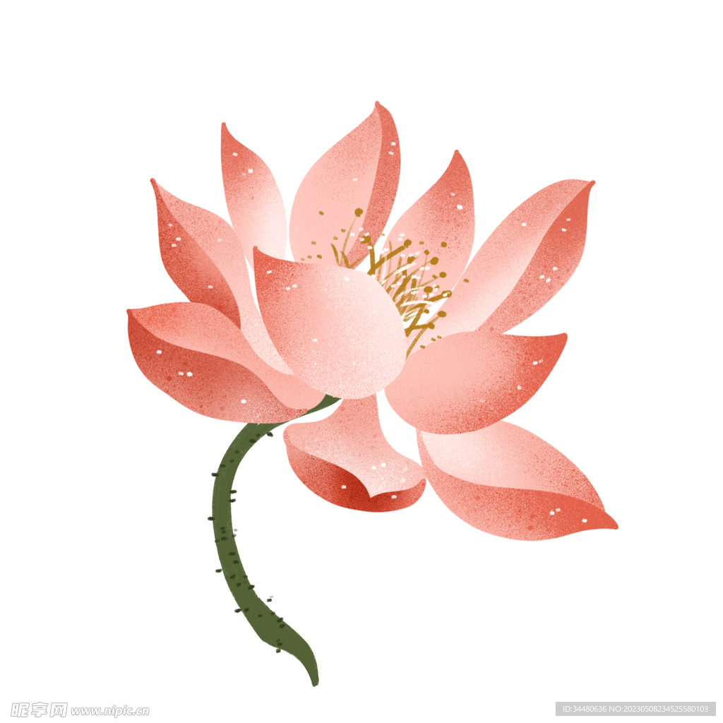 莲花 荷花
