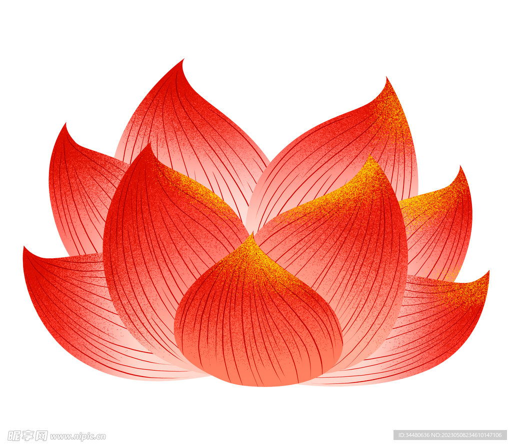 莲花 荷花 