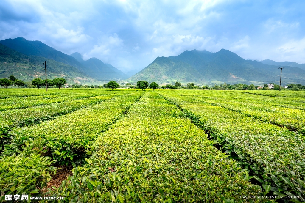 雨后的茶园